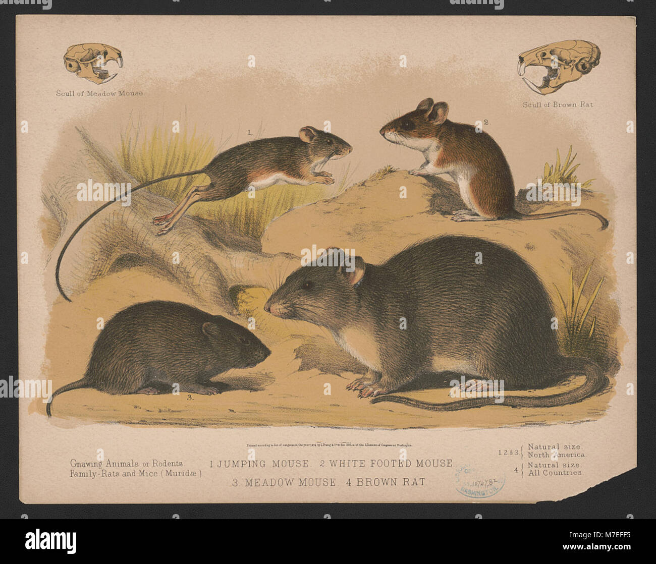 Dieses Bild zeigt verschiedene Nagetierarten: Die springende Maus, die weißfüßige Maus, die Wiesenmaus und die braune Ratte. Diese Arten kommen in Nordamerika häufig vor und spielen eine wichtige ökologische Rolle. Stockfoto