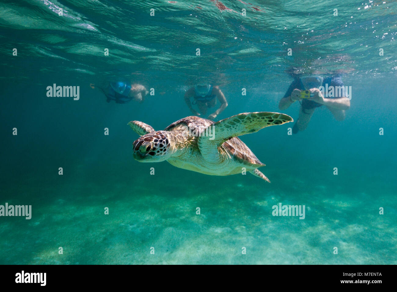 Schnorchler, Grüne Meeresschildkröte, Chelonia mydas, Akumal und Tulum, Mexiko Stockfoto