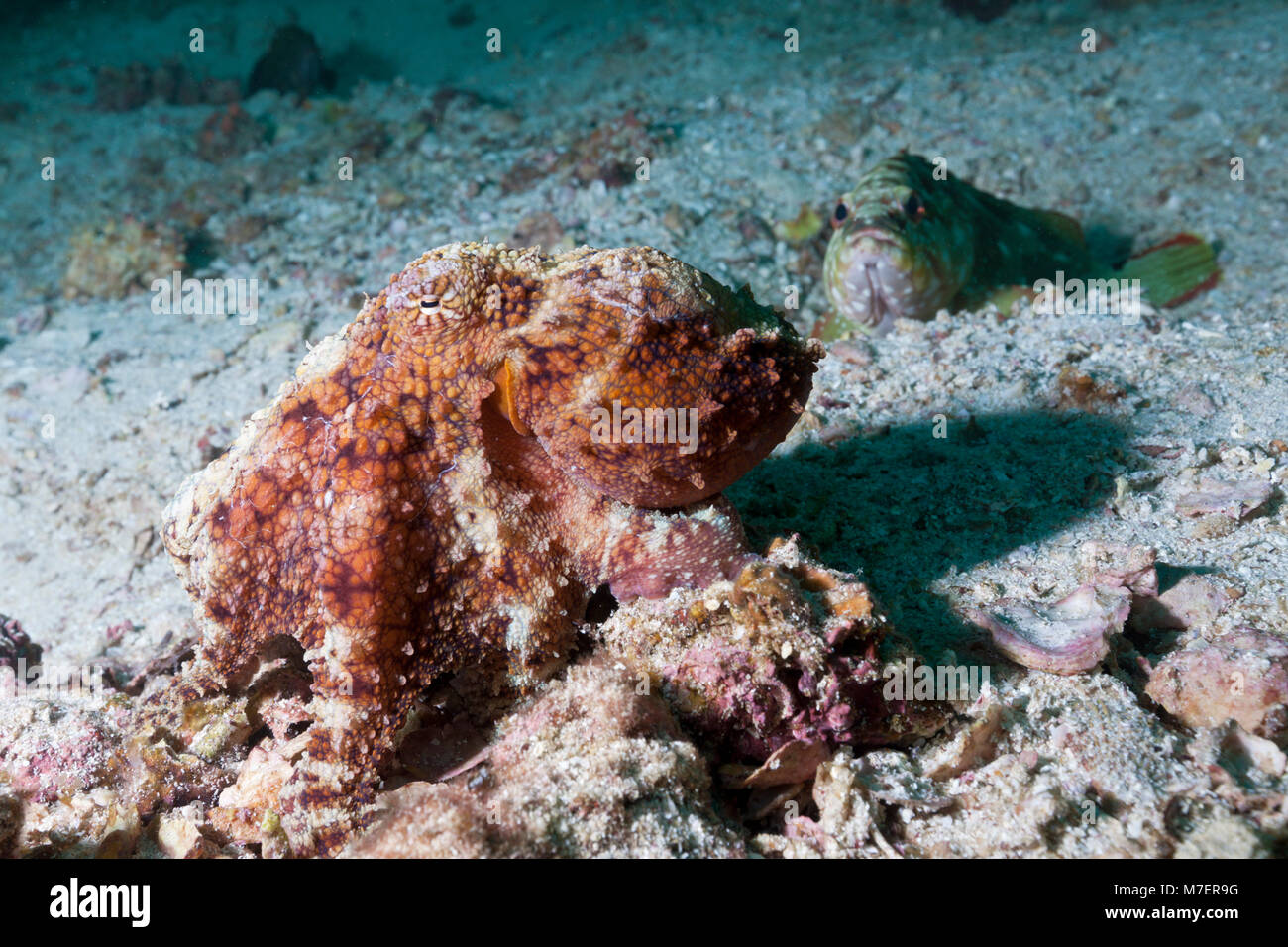 Octopus, Octopus sp., La Paz, Baja California Sur, Mexiko Stockfoto