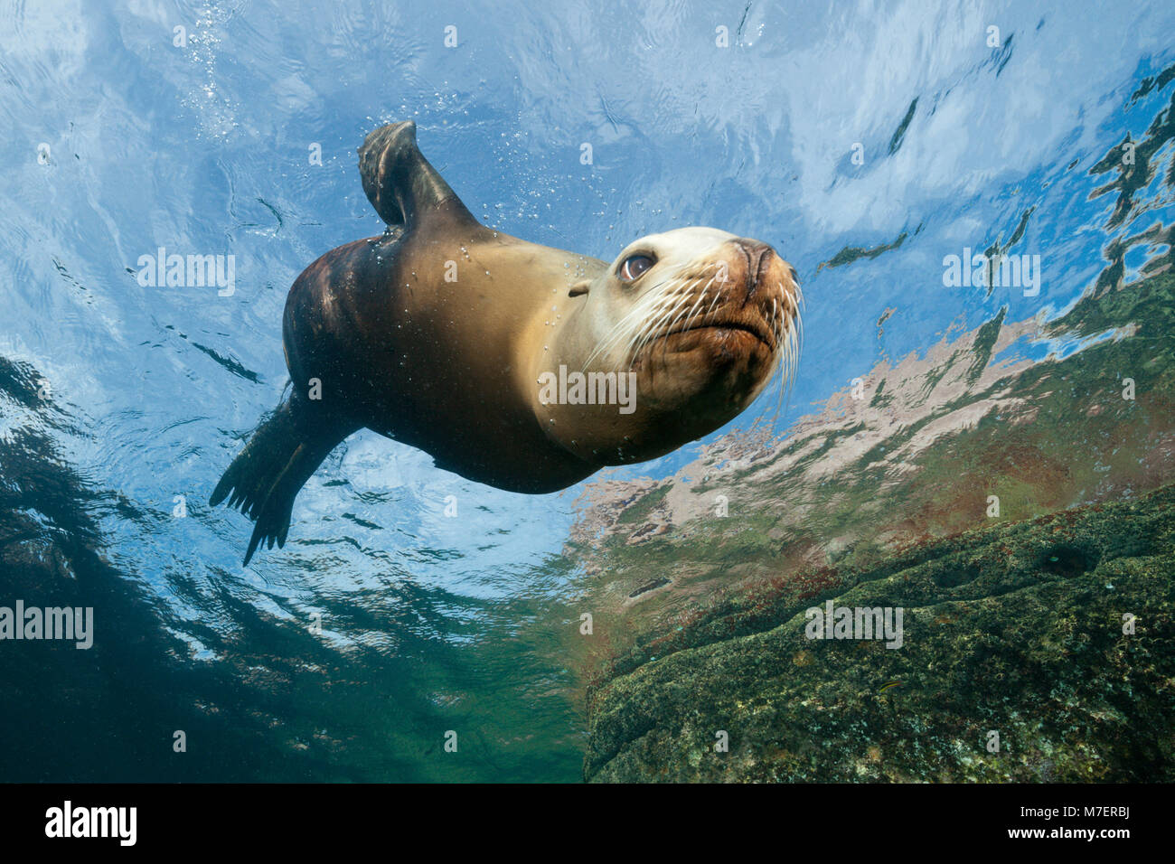 Weibliche California Sea Lion, zalophus californianus, La Paz, Baja California Sur, Mexiko Stockfoto