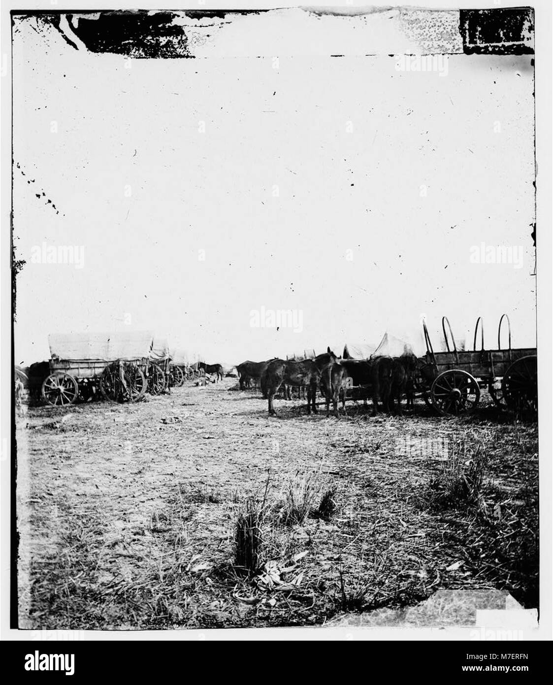 In der Nähe von Savannah, Georgia, steht ein Waggonzug, der einen historischen Moment feststellt, in dem Siedler und Reisende Wagen für den Transport benutzten. Diese Szene spiegelt die amerikanische Grenze und die frühen Siedlungstage wider. Stockfoto