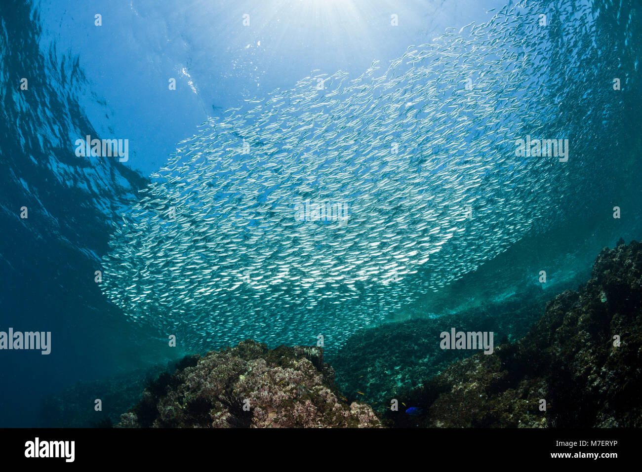 Shoal von Sardinen, sardinops Biographie <, La Paz, Baja California Sur, Mexiko Stockfoto