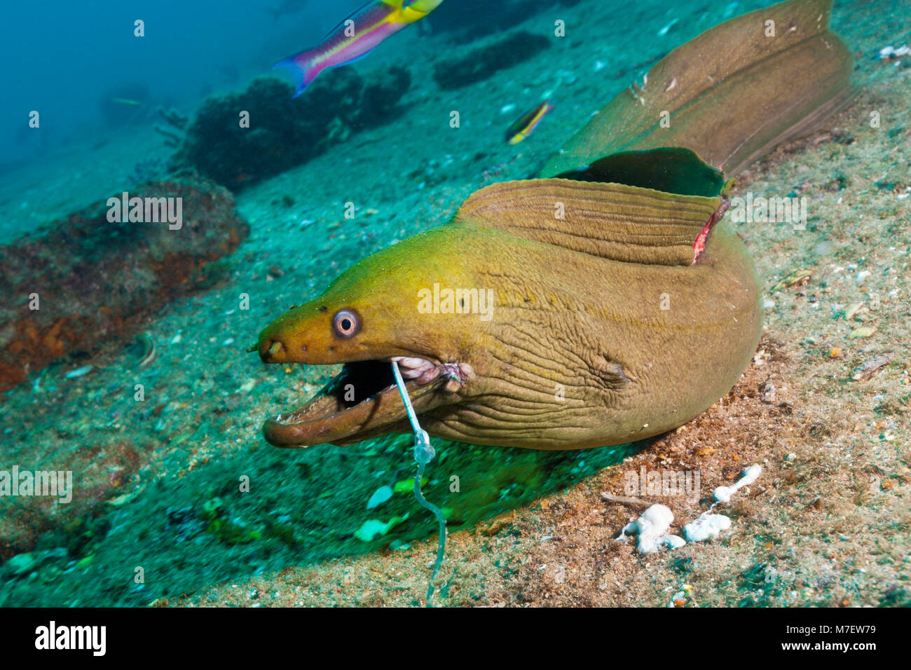 Panamic Grüne Muränen aufgelegt, Gymnothorax castaneus, La Paz, Baja California Sur, Mexiko Stockfoto