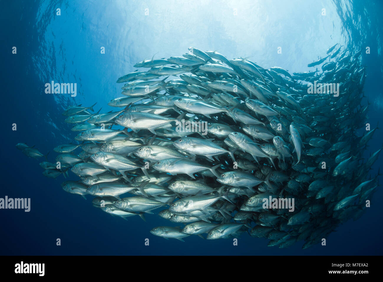 Schwarm von Großaugenthun Trevally, Caranx sexfasciatus, Cabo Pulmo, Baja California Sur, Mexiko Stockfoto