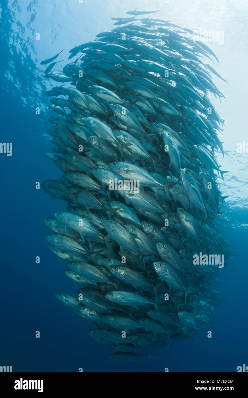 Schwarm von Großaugenthun Trevally, Caranx sexfasciatus, Cabo Pulmo, Baja California Sur, Mexiko Stockfoto