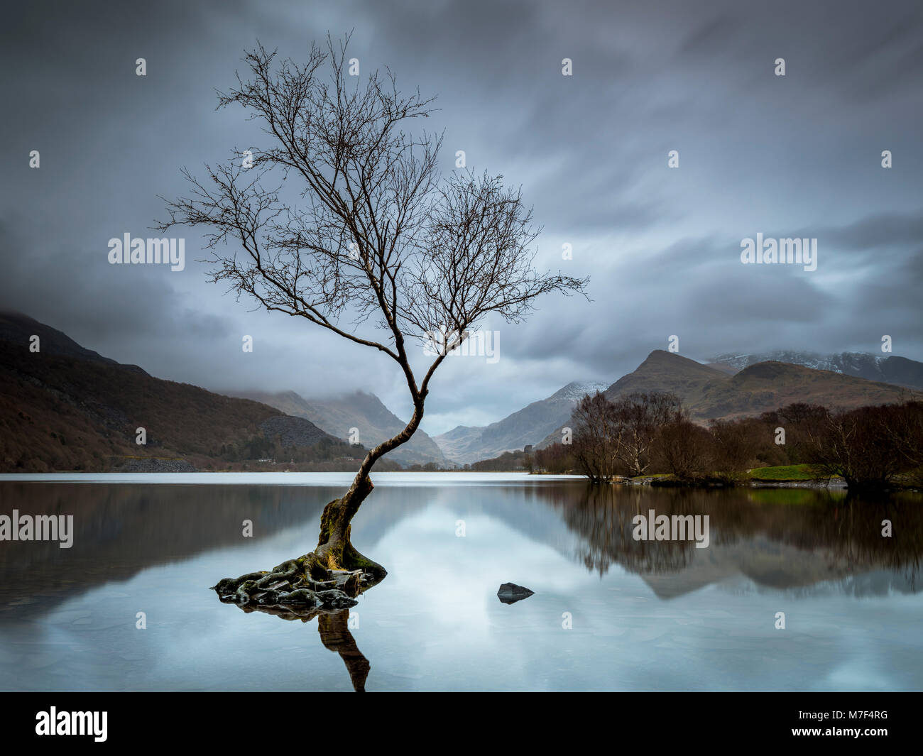 Der einsame Baum in der Nähe von Llanberis auf einen ruhigen Winter morgen. Stockfoto