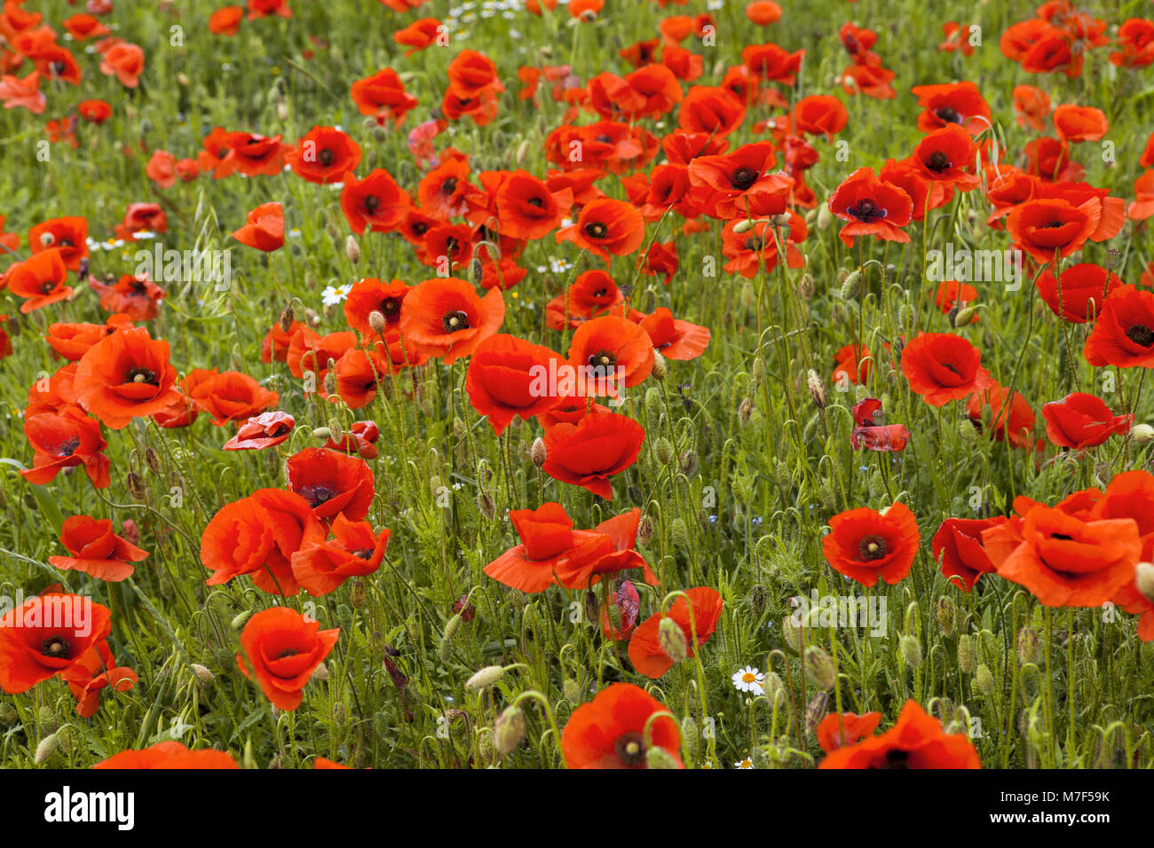Rote Augen von Nizza Mohnblumen im Mohnfeld Stockfoto