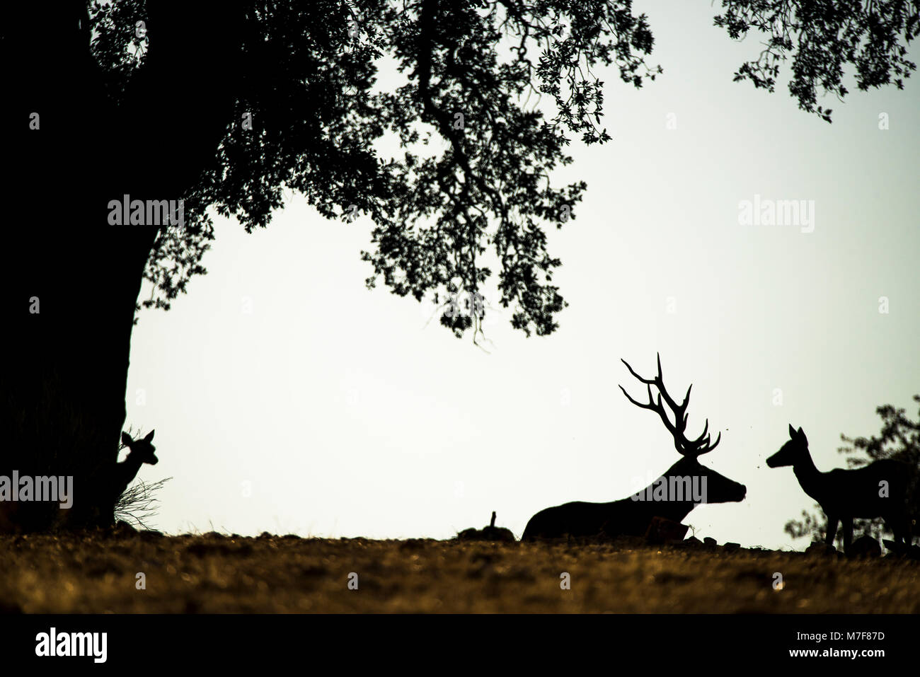 Die Hirsche (Cervus elaphus), Back Light, männliche mit rehkitzen Stockfoto
