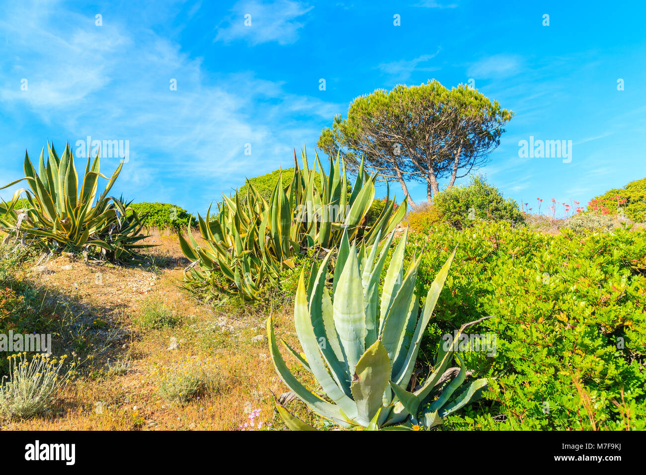 Agave Pflanzen und Bäume auf der Wiese im Frühling Saison, Algarve,  Portugal Stockfotografie - Alamy