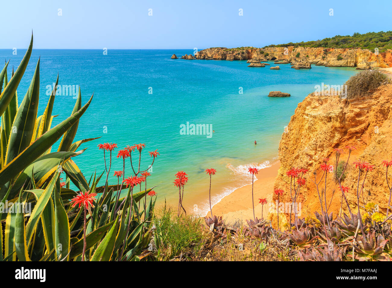 Grüne Agaven auf einer Klippe mit Blick auf das Meer mit Strand, Algarve, Portugal Stockfoto