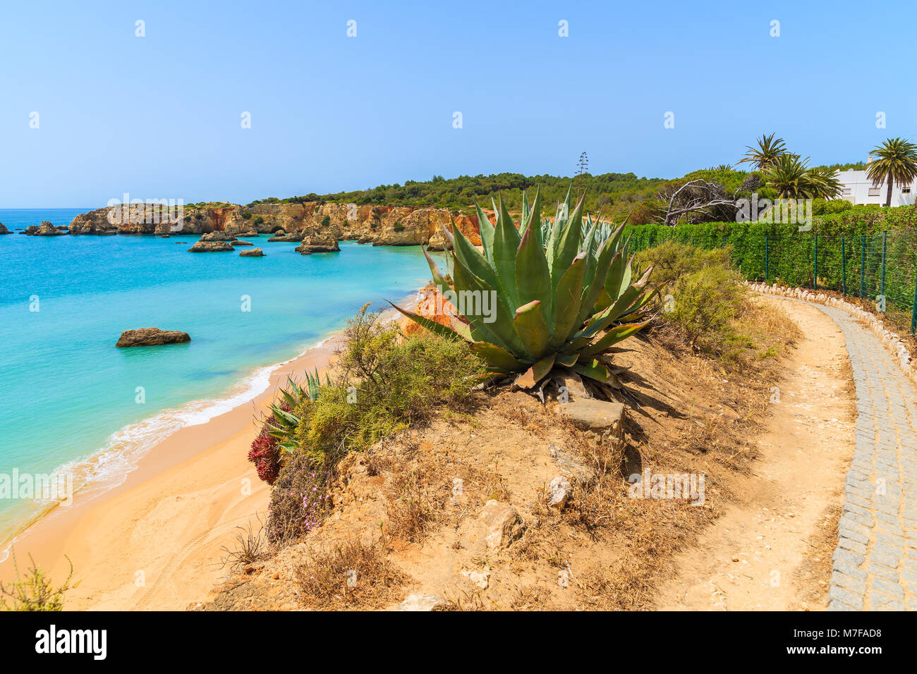 Grüne Agaven auf einer Klippe mit Blick auf Strand und Meer, Algarve, Portugal Stockfoto
