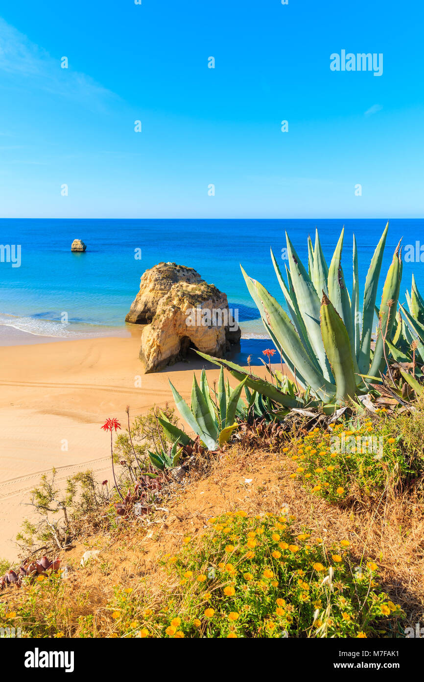 Grne Agaven auf einer Klippe mit Blick auf Meer und Strand in Portimao,  Algarve, Portugal Stockfotografie - Alamy