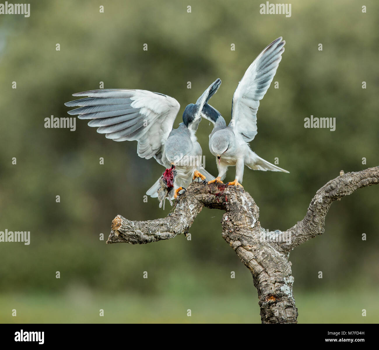 Essen Pass zwischen männlich und weiblich Black-winged Kites (Elanus caeruleus) Stockfoto