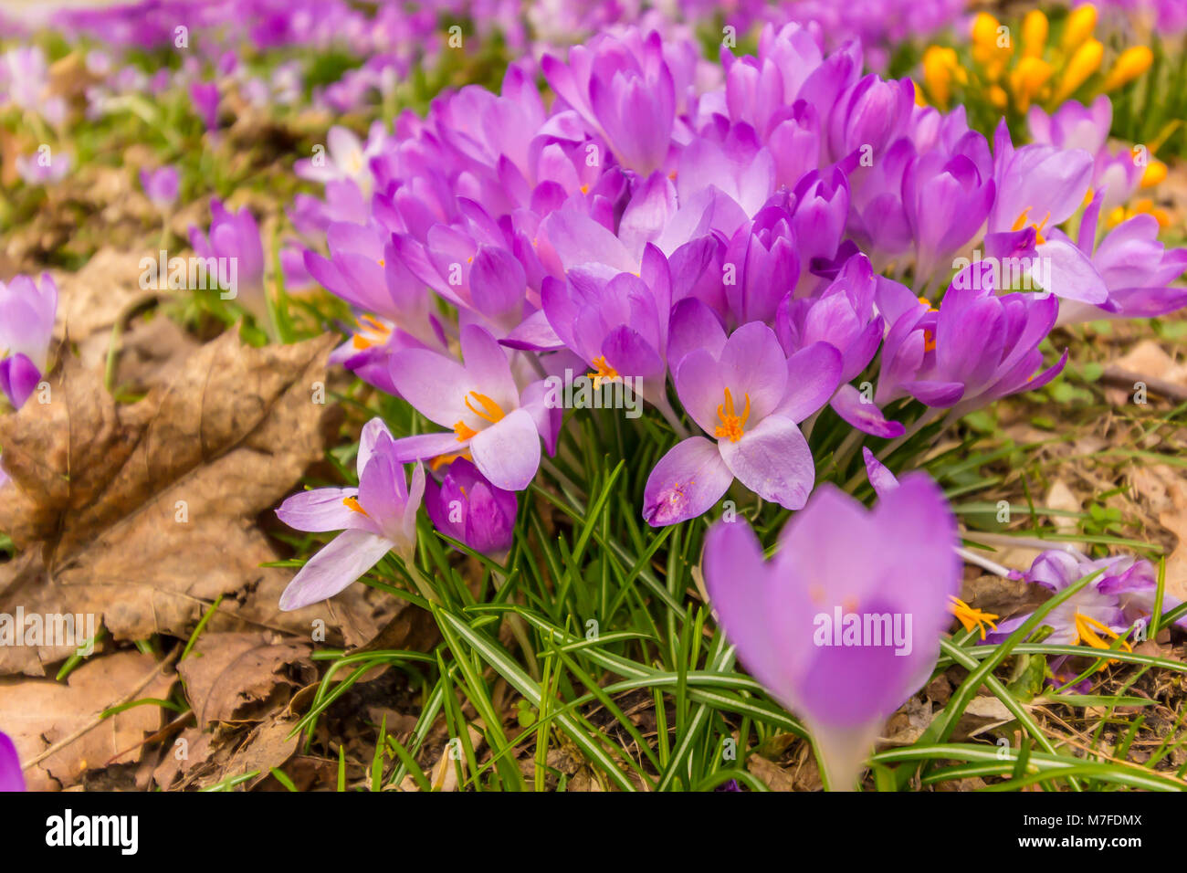 Crocus, plural Krokusse oder Croci ist eine Gattung von Blütenpflanzen in der Iris-Familie. Ein einzelnes Crocus, ein paar Krokusse, eine Wiese voller Krokusse Stockfoto