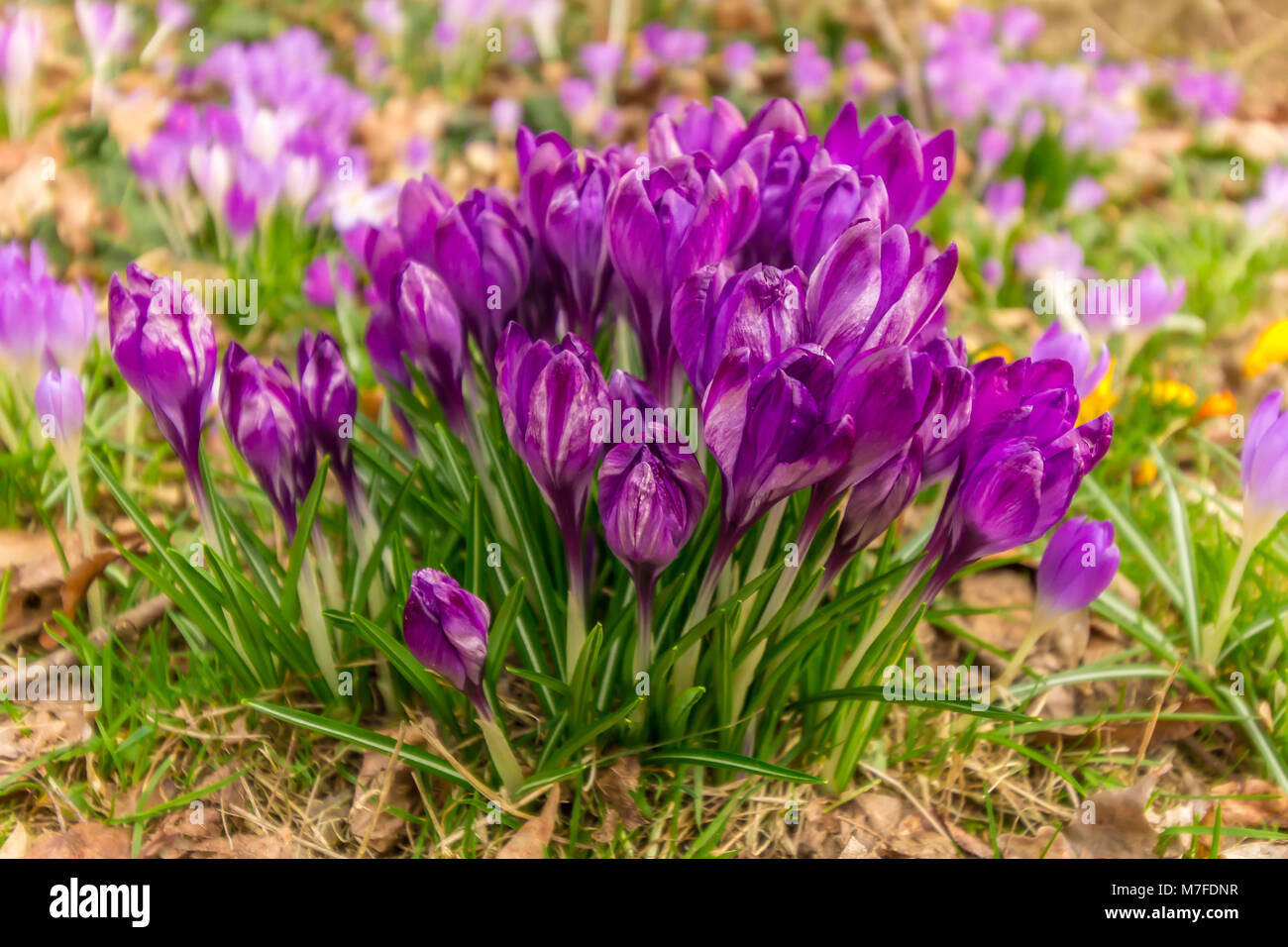 Crocus, plural Krokusse oder Croci ist eine Gattung von Blütenpflanzen in der Iris-Familie. Ein einzelnes Crocus, ein paar Krokusse, eine Wiese voller Krokusse Stockfoto
