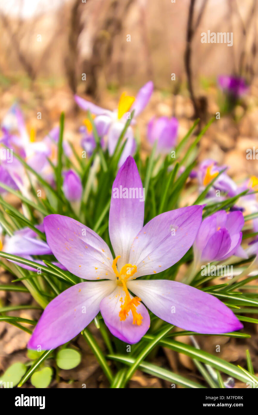 Crocus, plural Krokusse oder Croci ist eine Gattung von Blütenpflanzen in der Iris-Familie. Ein einzelnes Crocus, ein paar Krokusse, eine Wiese voller Krokusse Stockfoto