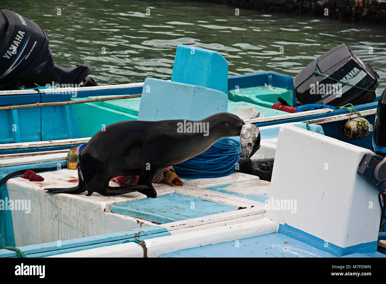 Eine Galapagos sea lion, zalophus californianus wollebacki, stiehlt einen Thunfisch aus einem Fischerboot auf dem Markt in der Stadt von Puerto Ayora Santa Cruz geparkt Stockfoto