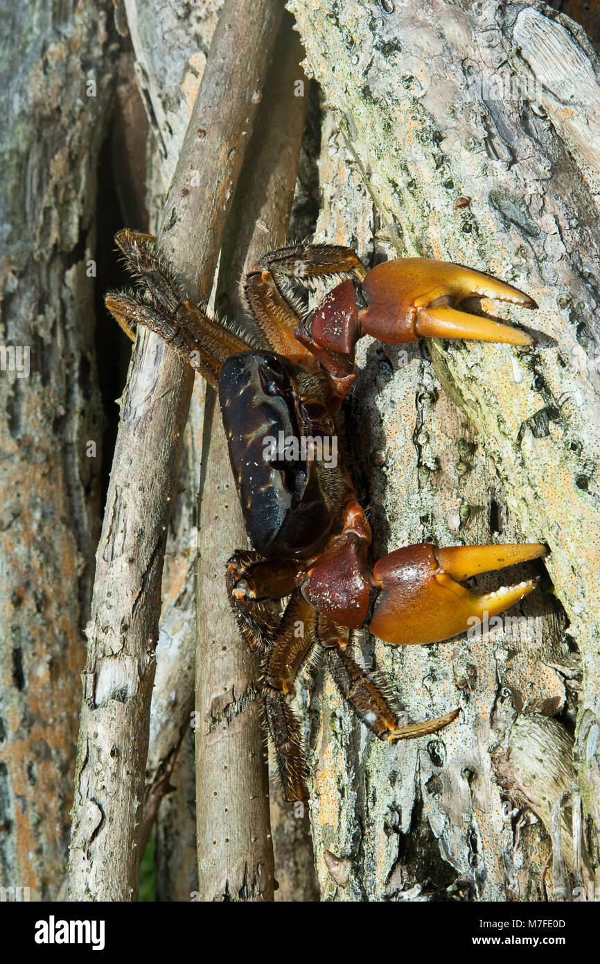 Dieses Land Krabbe lebt in einem Graben gerade über der Flut mark, Savusavu, Fidschi. Stockfoto
