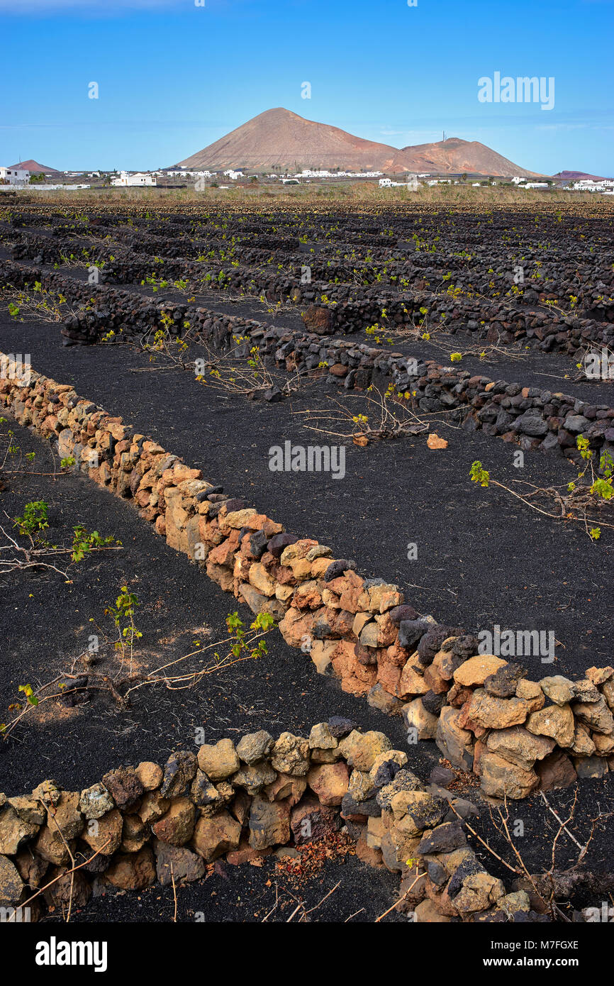 Weinberge in La Vegueta, Lanzarote, Kanarische Inseln, Spanien. Trockenmauern schützen die Reben von der starken Passatwinde. Esche schwarz Stockfoto