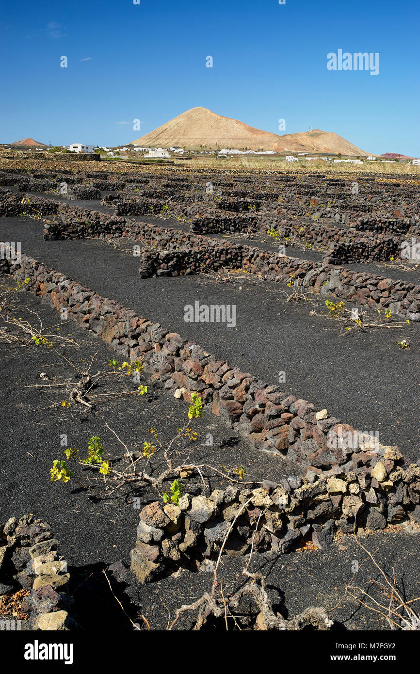 Weinberge in La Vegueta, Lanzarote, Kanarische Inseln, Spanien. Trockenmauern schützen die Reben von der starken Passatwinde. Esche schwarz Stockfoto