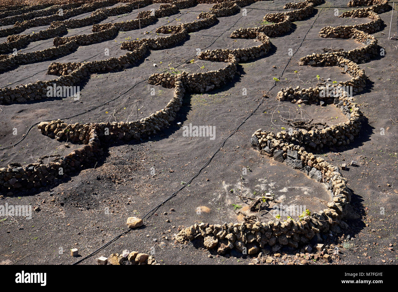 Weinberge in La Vegueta, Lanzarote, Kanarische Inseln, Spanien. Halbrunde Trockenmauern schützen die Reben von der starken Passatwinde. Der Boden ist Stockfoto