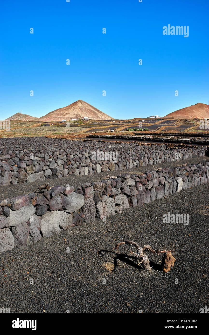 Weinberge in der Nähe von Mancha Blanca, Lanzarote, Kanarische Inseln, Spanien. Trockenmauern schützen die Reben von der starken Passatwinde. Der Boden ist bedeckt Stockfoto