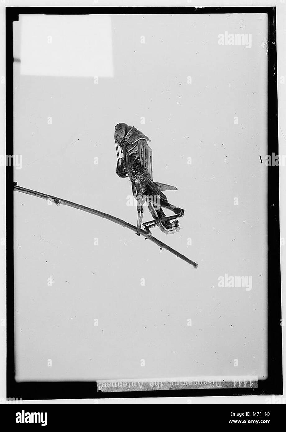 Die furchtbare Heuschreckenplage in Palästina, März-Juni 1915. Ausrücken der Antennen LOC matpc. 00142 Stockfoto