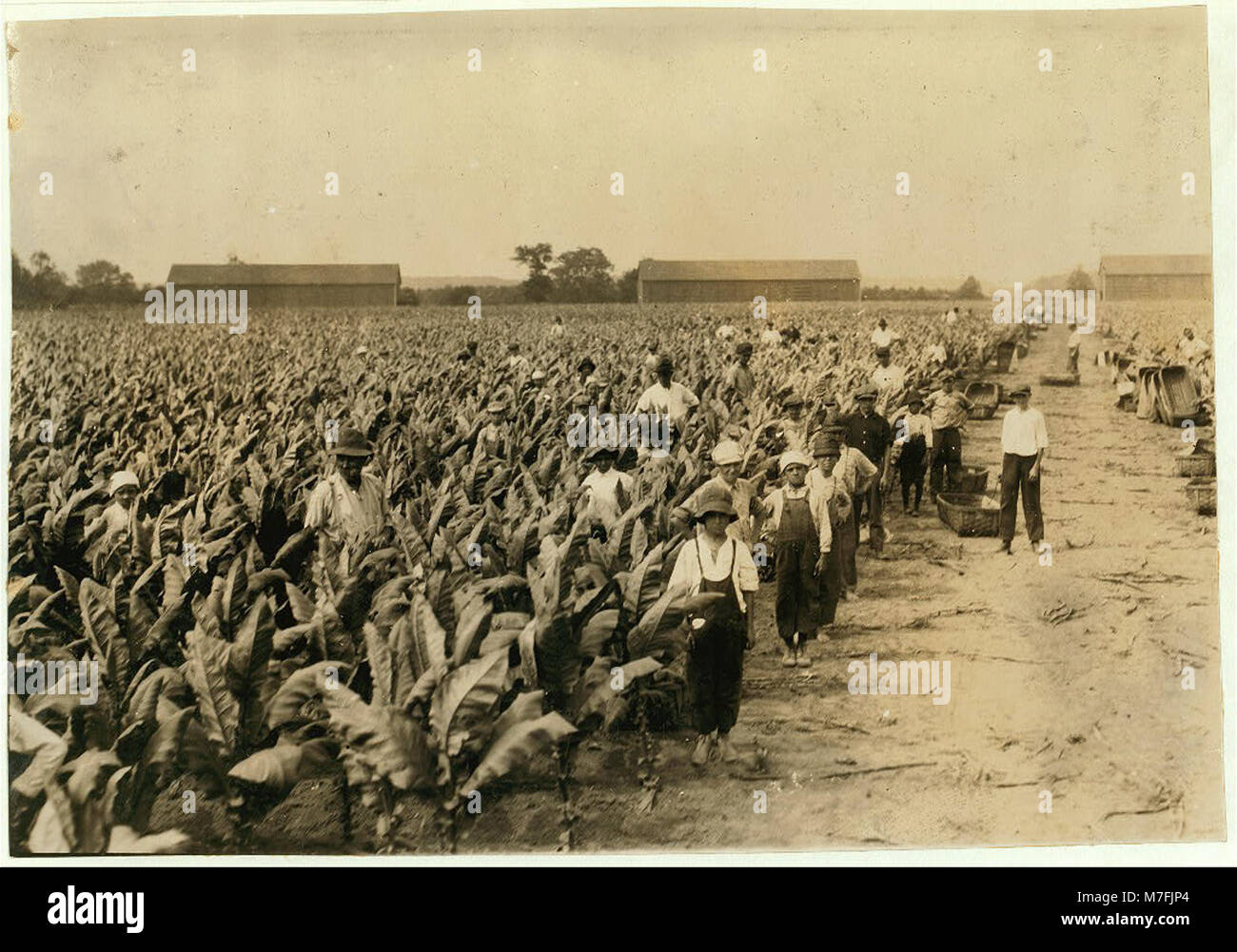 Tabak Picker auf der zweiten Ernte Goodrich Farm, ist." Die Tabakpflanze oft viel größer sind als die Kinder, und die Luft eng und feucht, vor allem, wenn sie auf dem Boden stehen. Foto. LOC 00708 nclc. Stockfoto