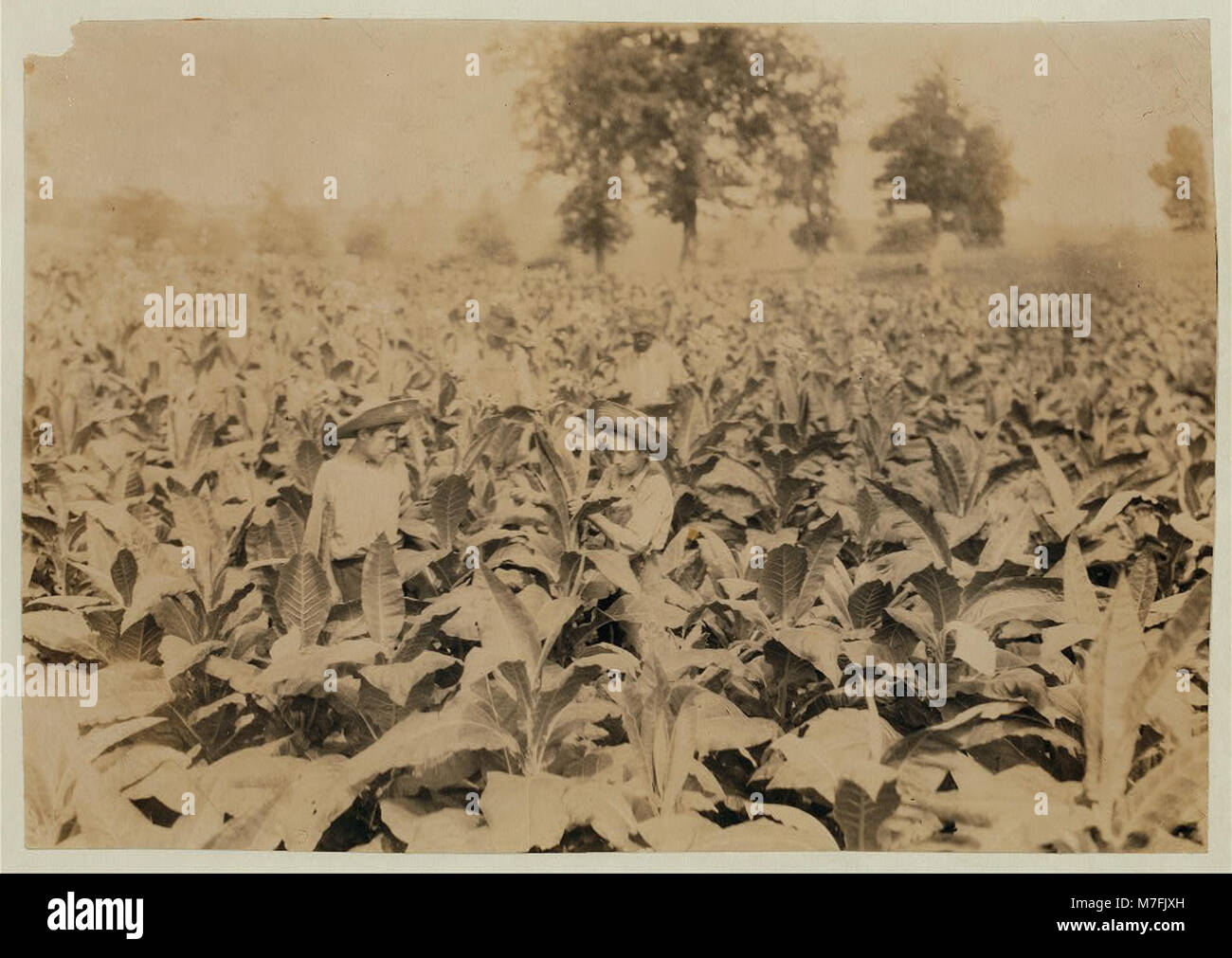 Roland Lowe, 13 Jahre alt, arbeitet auf einem Tabakfeld mit zwei seiner Brüder. Ihre Familie besteht aus sieben Jungen und zwei Mädchen, von denen vier Kinder die Schule besuchen. Die Familie lebt in Winchester. Stockfoto