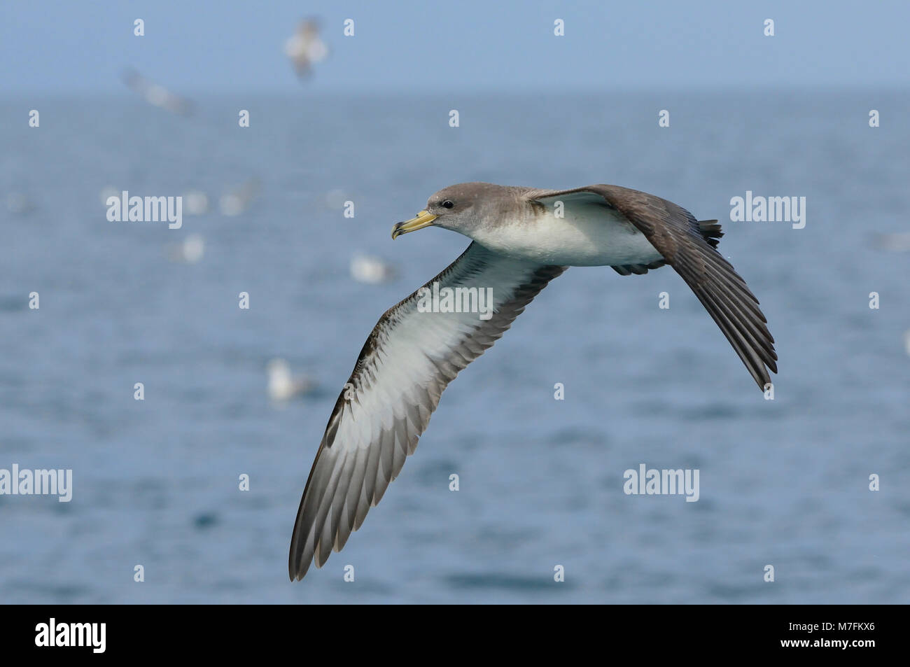 Cory's Shearwater, Calonectris diomedea, Mittelmeer, Italien Stockfoto