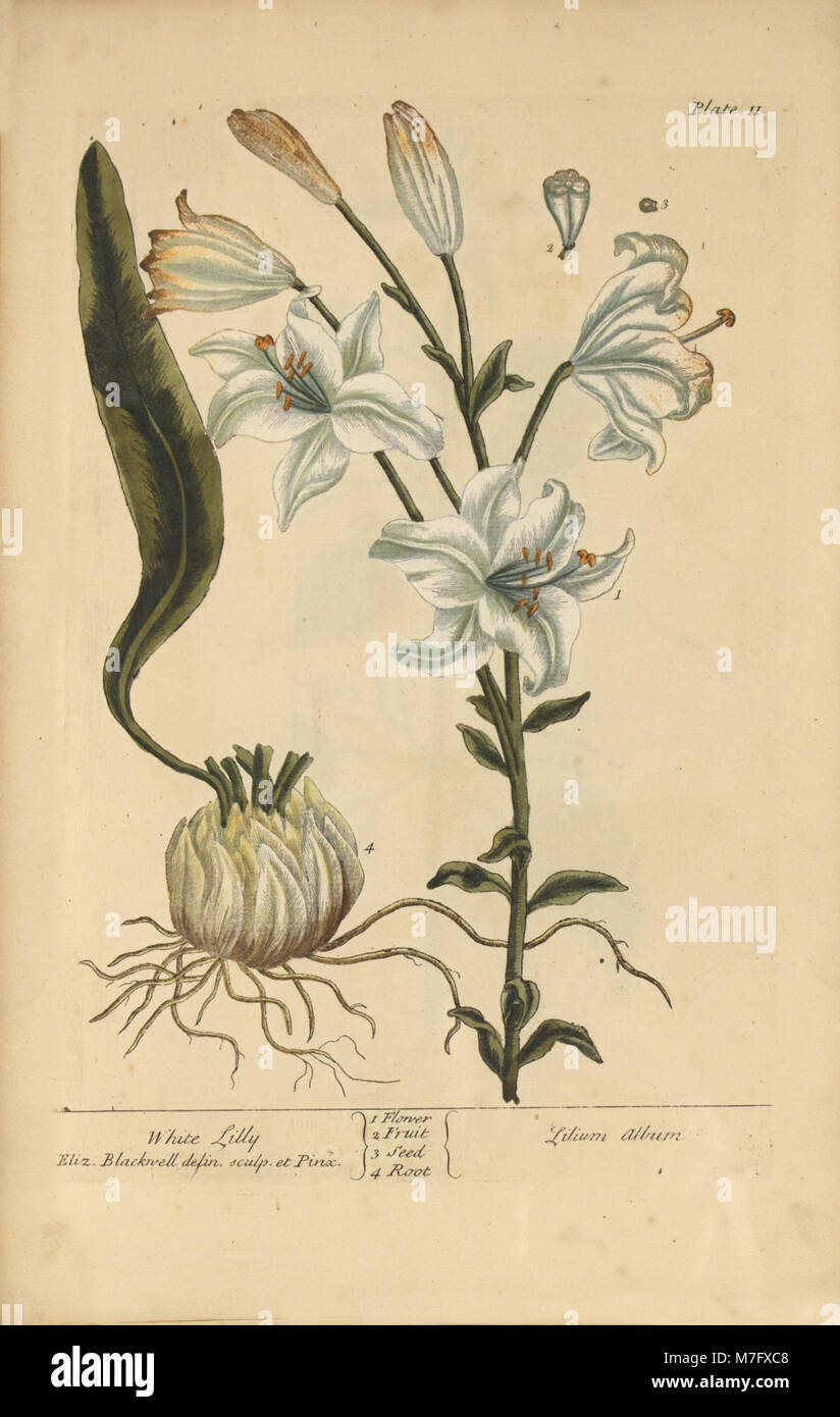 Foto einer weißen Lilie (Lilium-Album) mit ihren charakteristischen weißen Blüten und ihrer eleganten Blumenstruktur. Stockfoto