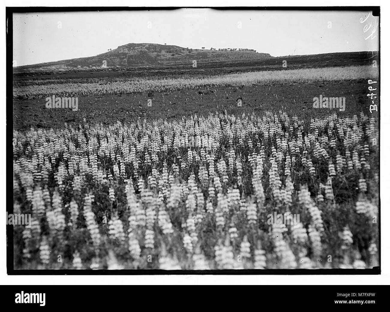 Ein Feld blauer Lupinen in Palästina, das die reiche Artenvielfalt und natürliche Schönheit der Wildblumen der Region veranschaulicht. Stockfoto