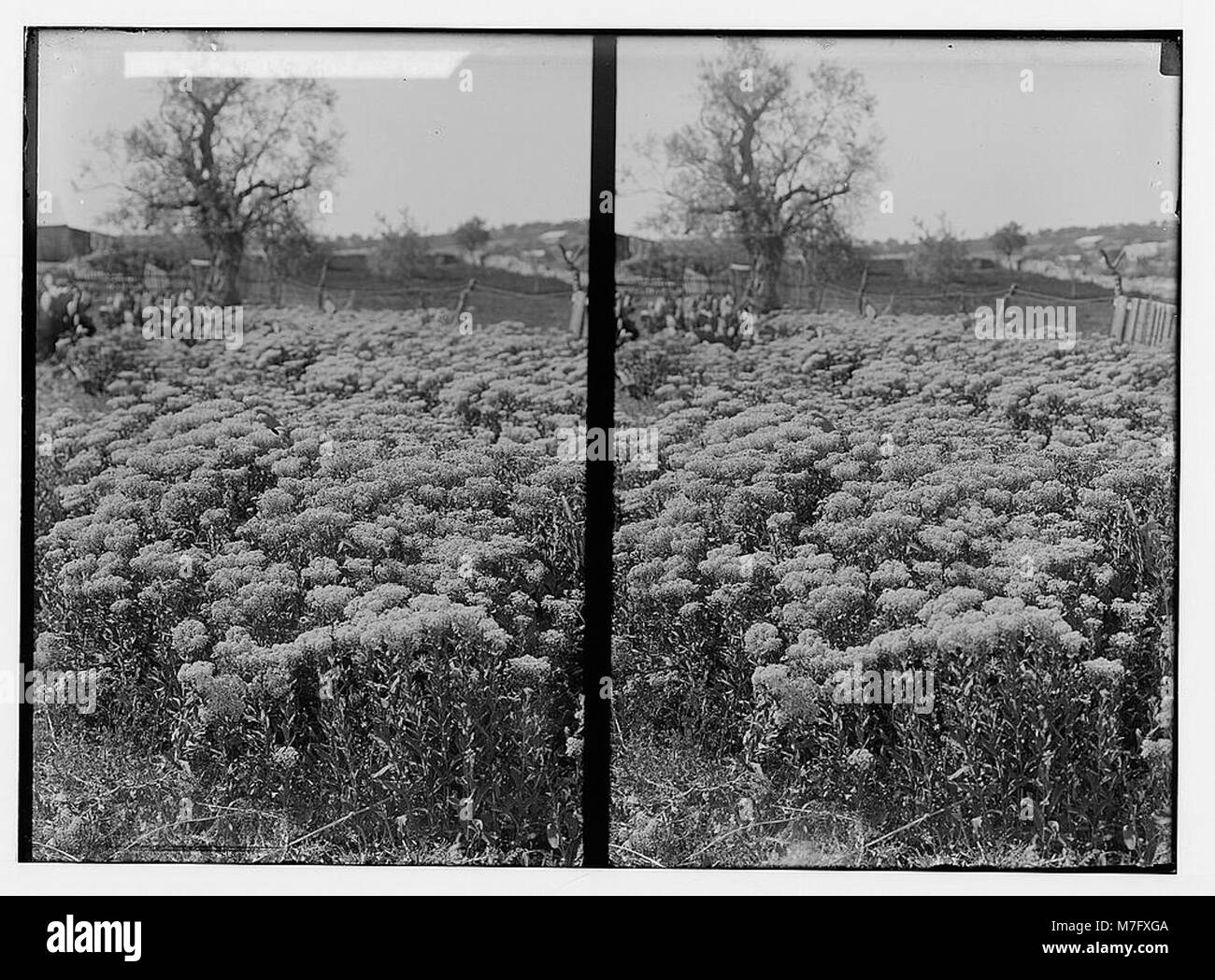 Wilde Blumen in Palästina. Bereich der wilden peppergrass chalepense (Lepidium L.). LOC 02416 matpc. Stockfoto