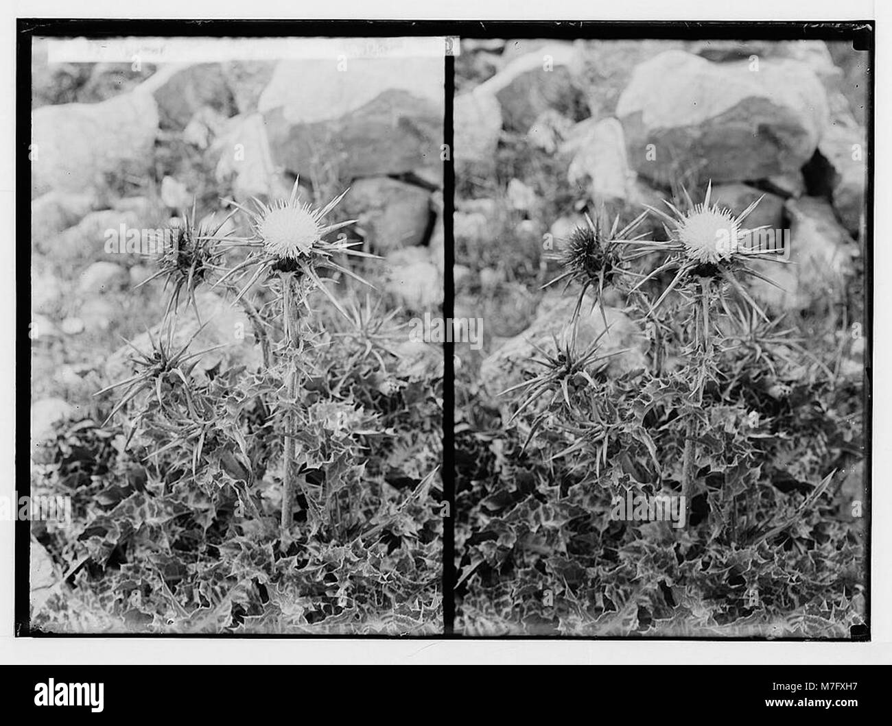 Ein botanisches Bild der wilden Mariendistel (Silybum Marianum) aus Palästina, das die detaillierten Eigenschaften der Pflanze zeigt. Stockfoto