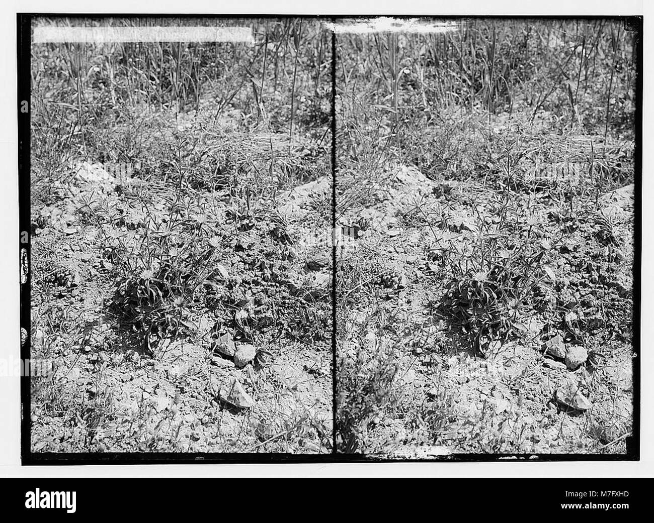 Wilde Blumen in Palästina. Pallenis (S. spinosa (L.) Cass.). LOC 02443 matpc. Stockfoto