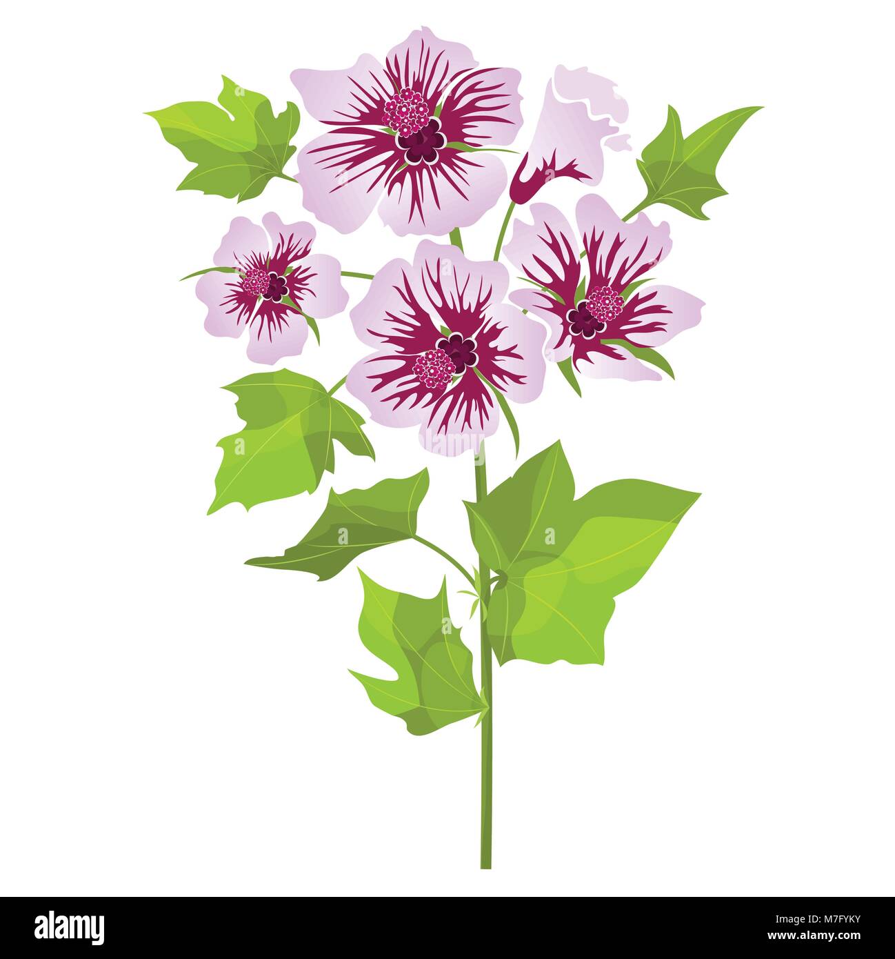 Rosa Blumen Malve mit grünen Blättern, auf weißem Hintergrund. Vector Illustration Stock Vektor
