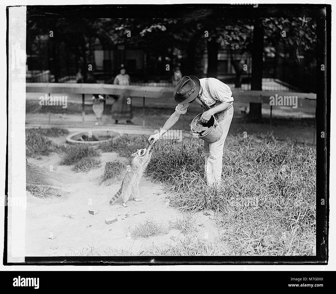 Ein Waschbär in einem Zoo, der auf diesem Foto aufgenommen wurde, zeigt das Verhalten dieses nächtlichen Säugetieres, das für seine Intelligenz und Geschicklichkeit bekannt ist. Der Waschbär wird oft mit seinen Vorderpfoten beobachtet, um Objekte zu manipulieren und auf Nahrungssuche zu gehen, eine Eigenschaft, die ihn sowohl in der Wildtierforschung als auch in der Populärkultur zu einem Thema gemacht hat. Stockfoto