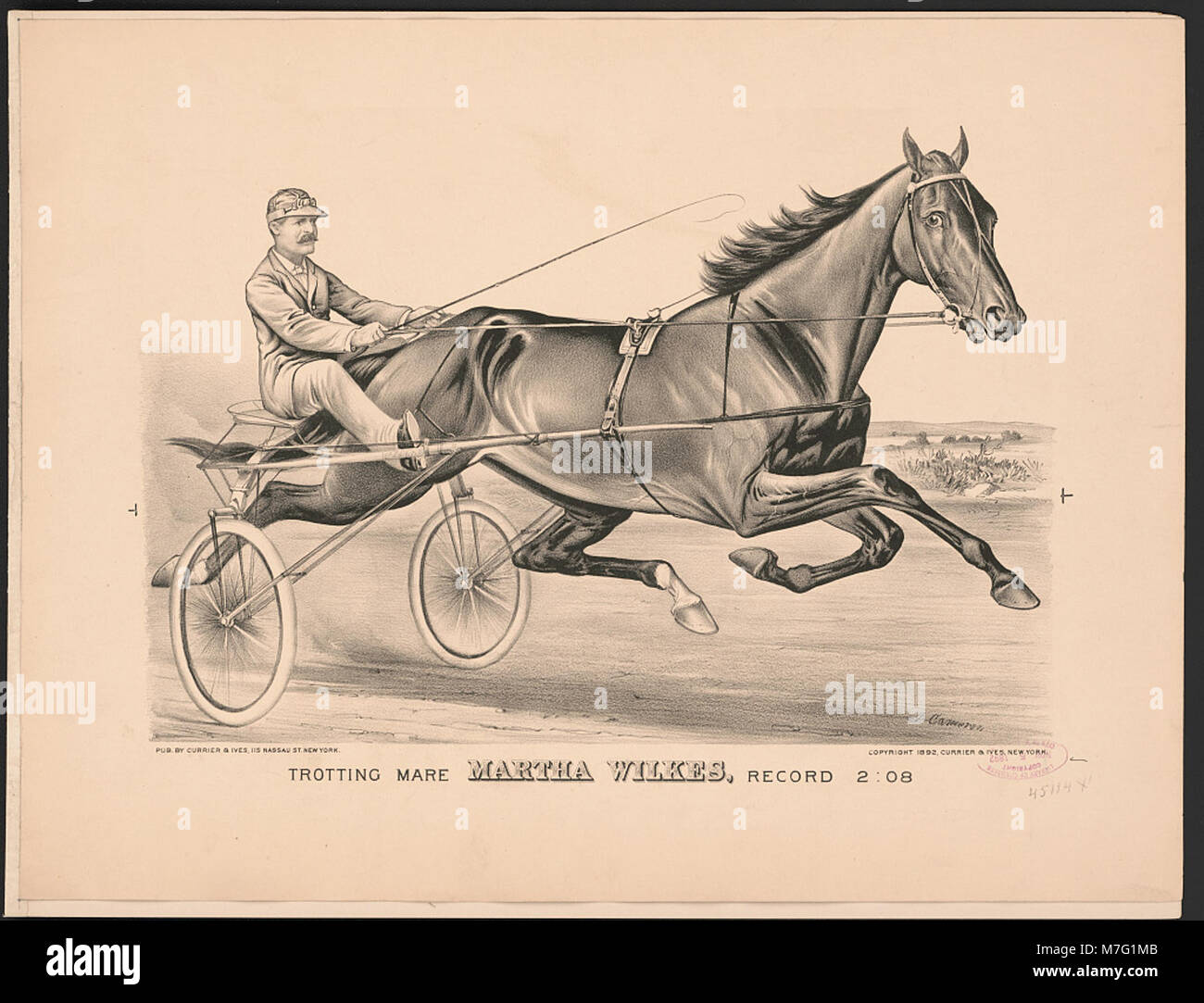 Ein Porträt der Trabtierstute Martha Wilkes, die eine Rekordzeit von 2-08 stellte und ihre Geschwindigkeit und Leichtathletik im Harness-Rennen demonstrierte. Stockfoto