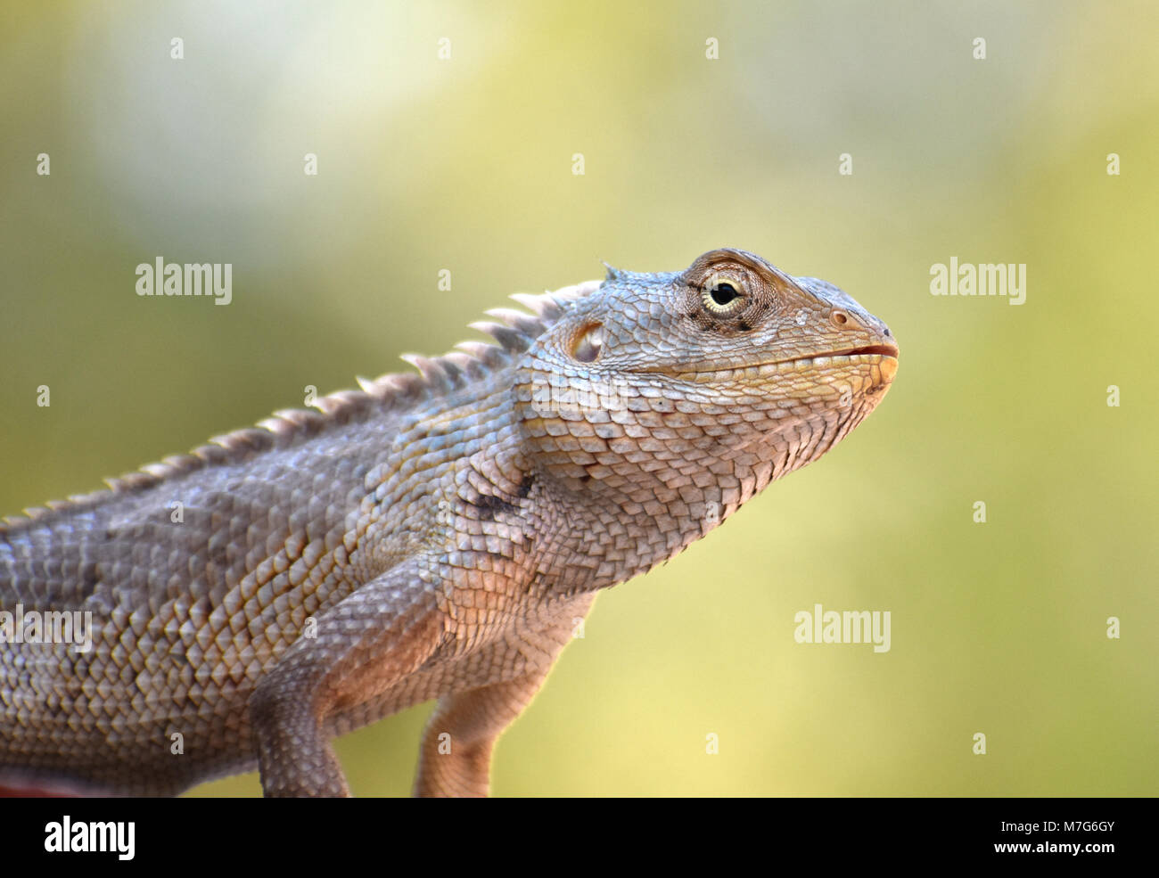 Girgit-Chameleon Stockfoto