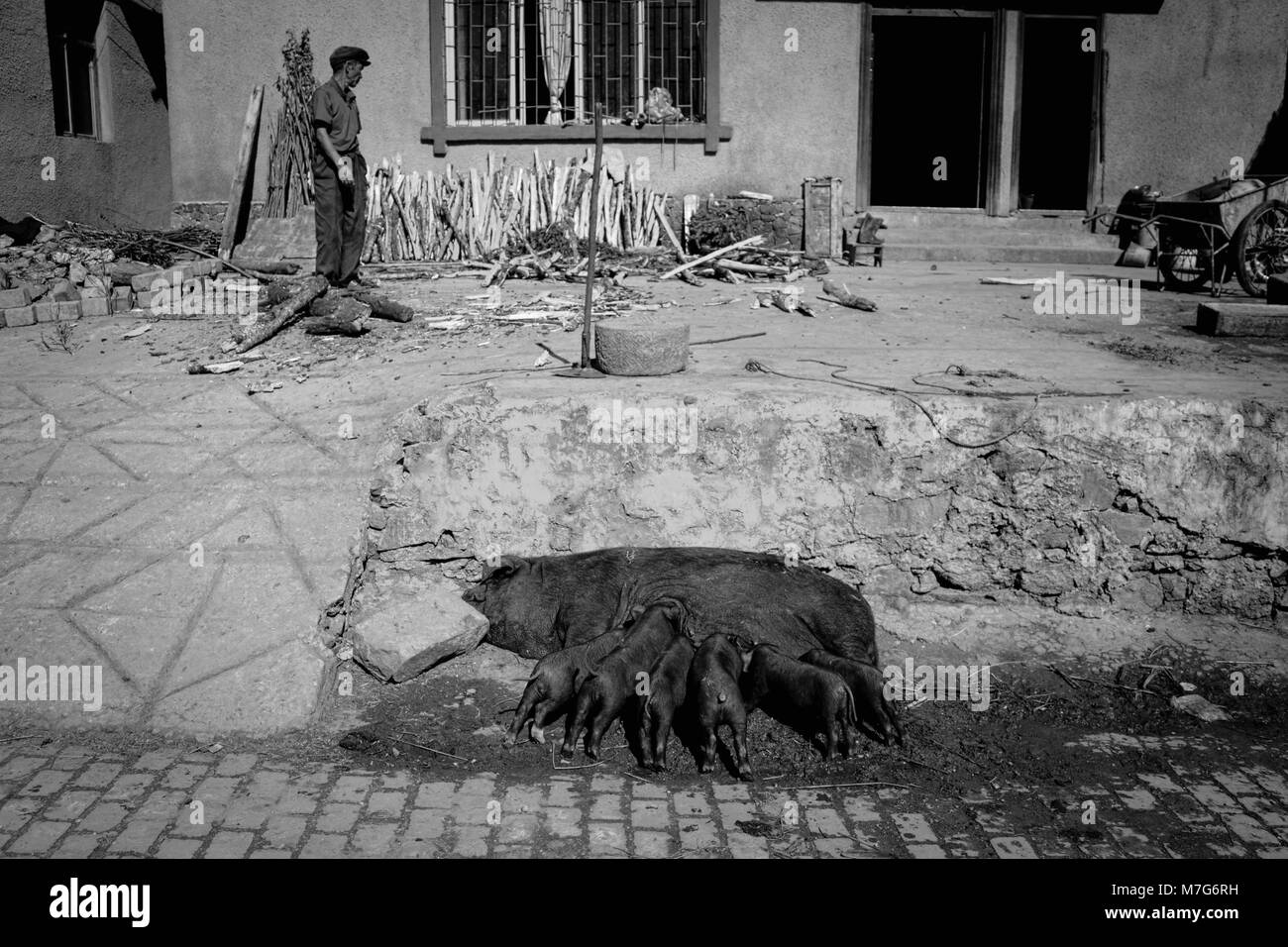 Schwarze Schweine essen auf der Straße und ein alter Mann ist Spalten von Holz (Yuanyang, Yunnan, China) Stockfoto