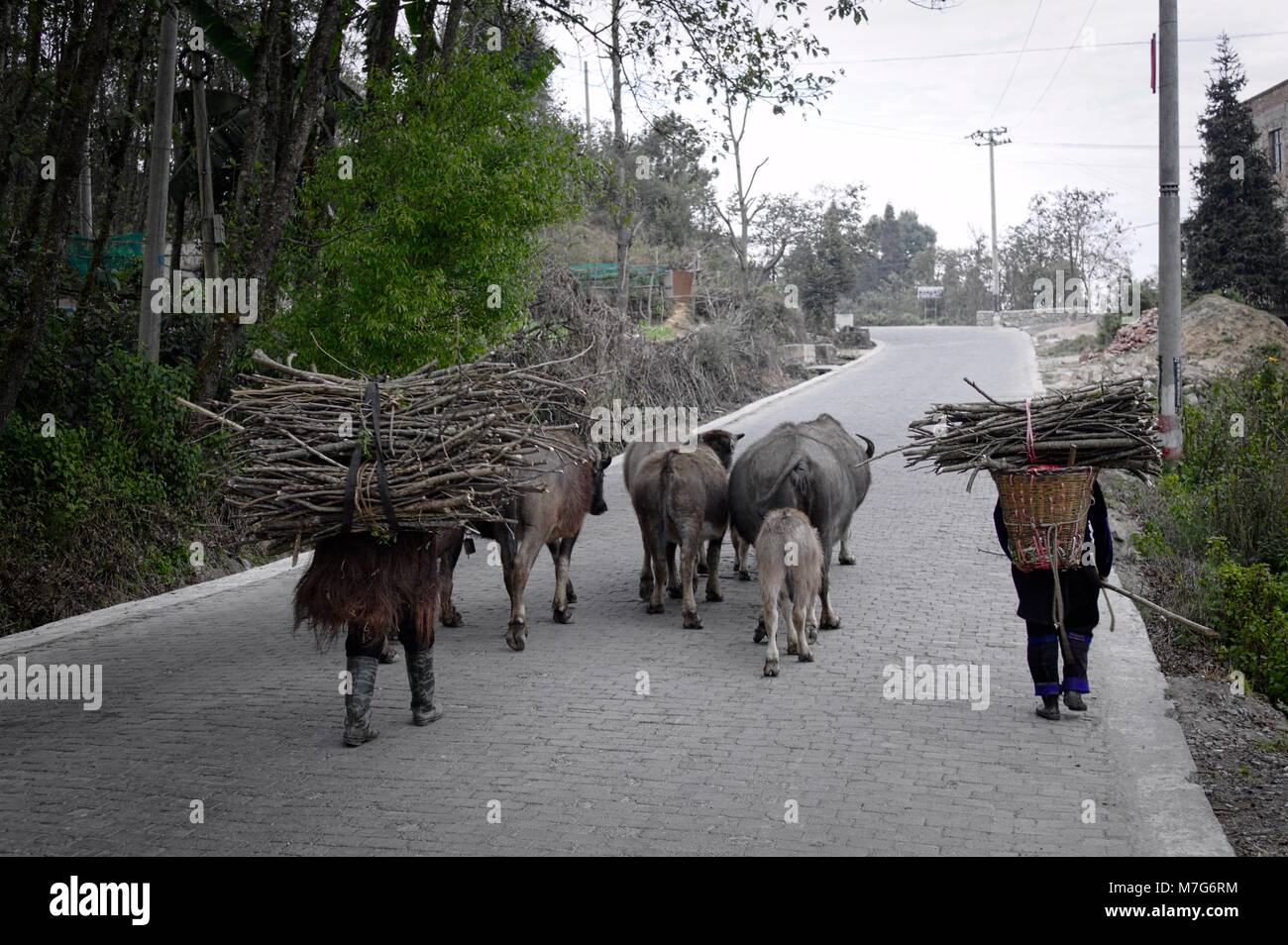 Zwei ältere Menschen tragen den Ästen auf Ihren Rücken mit Kühen, Büffel und Schinken gehen auf die Straße (Yuanyang, Yunnan, China) Stockfoto