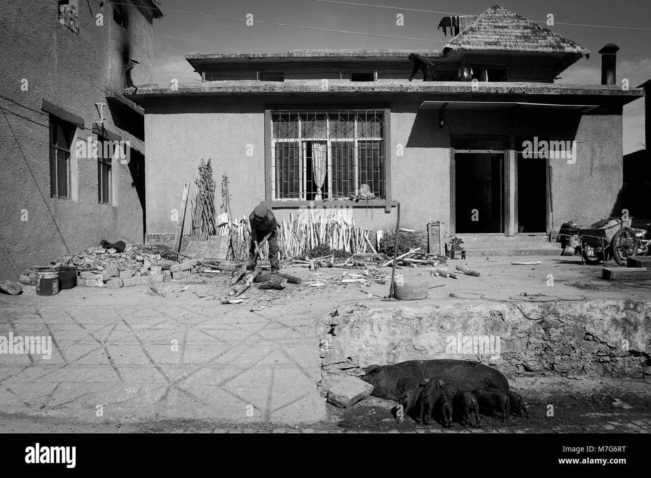 Schwarze Schweine essen auf der Straße und ein alter Mann ist Spalten von Holz (Yuanyang, Yunnan, China) Stockfoto