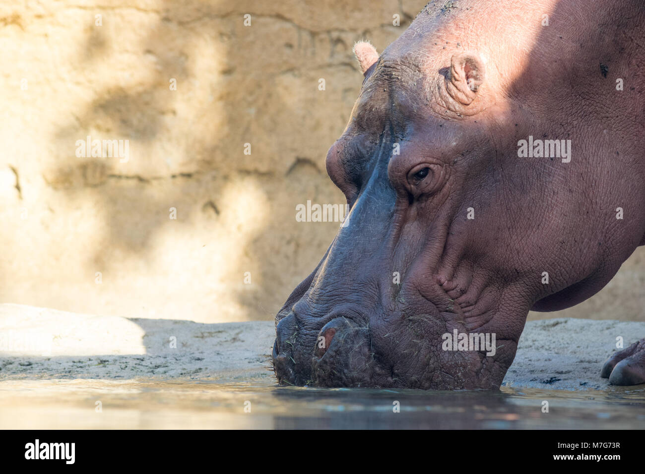 Hippopotamus Nahaufnahme Stockfoto