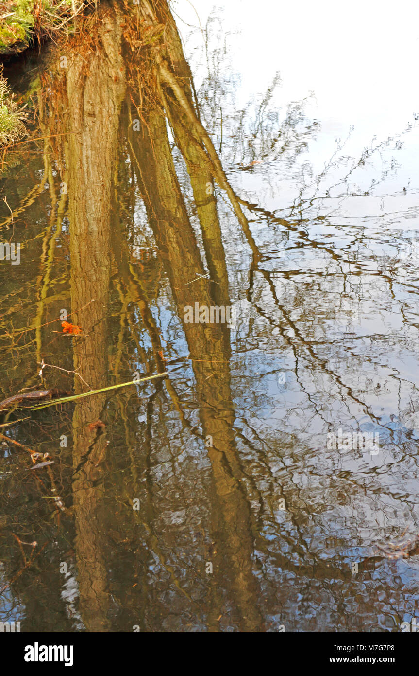 Eine Reflexion der Bäume in einer kleinen Wasserstraße von Mälzerei Breite auf der Norfolk Broads an Ranworth, Norfolk, England, Vereinigtes Königreich, Europa. Stockfoto