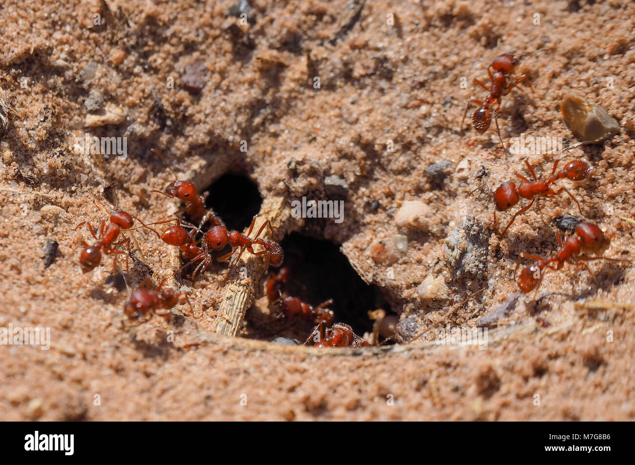 Nahaufnahme von roten Ameisen in und aus einem u-Ant's Nest (Kalifornien, USA) Stockfoto