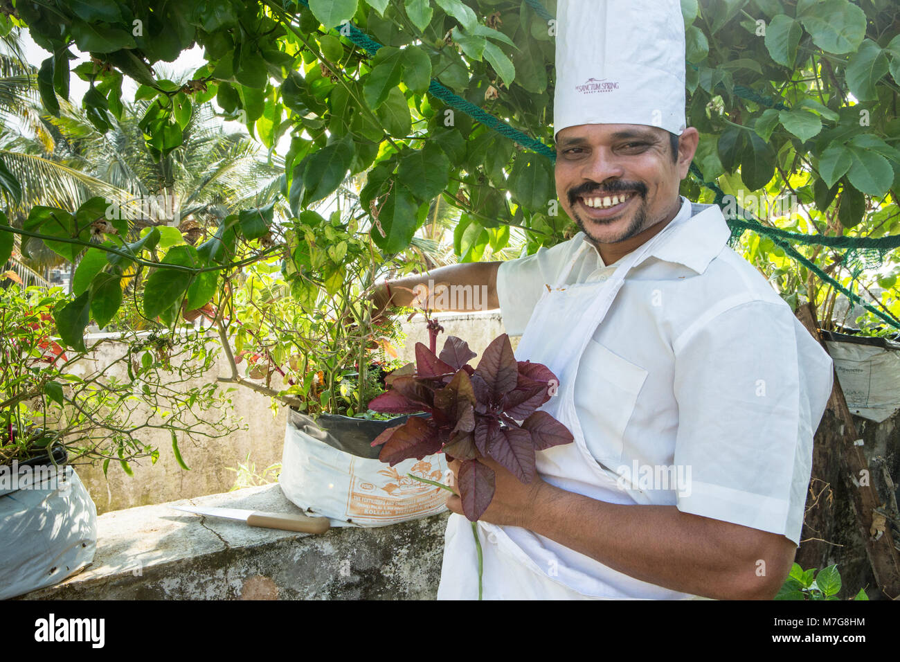 Indische Koch Kommissionierung organisches Gemüse auf dem Dach Garten Stockfoto