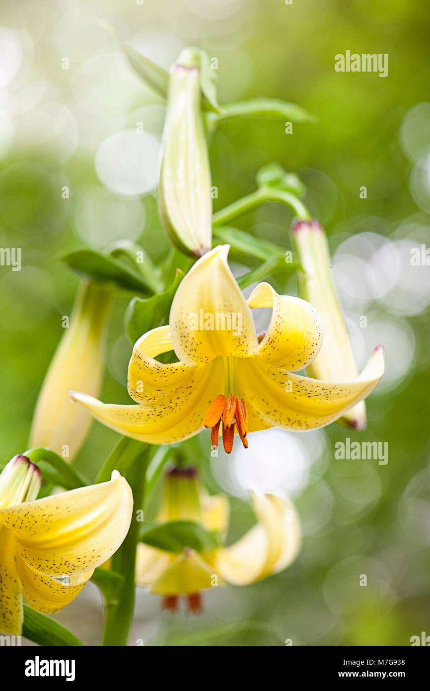 Schließen Sie herauf Bild der Blüte, gelb Martagon Lily auch als der Türke Cap Lily bekannt Stockfoto