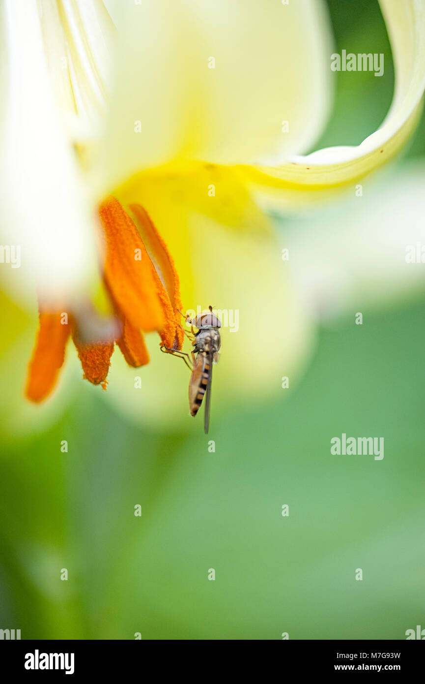 Schließen Sie herauf Bild der Blüte, gelb Martagon Lily auch als der Türke Cap Lily mit einem Hoverfly Pollen sammeln bekannt Stockfoto