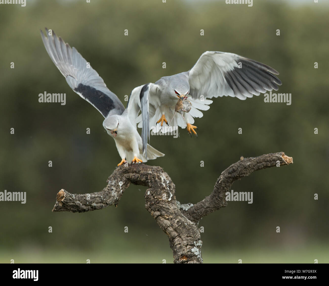 Essen Pass zwischen männlich und weiblich Black-winged Kites (Elanus caeruleus) Stockfoto