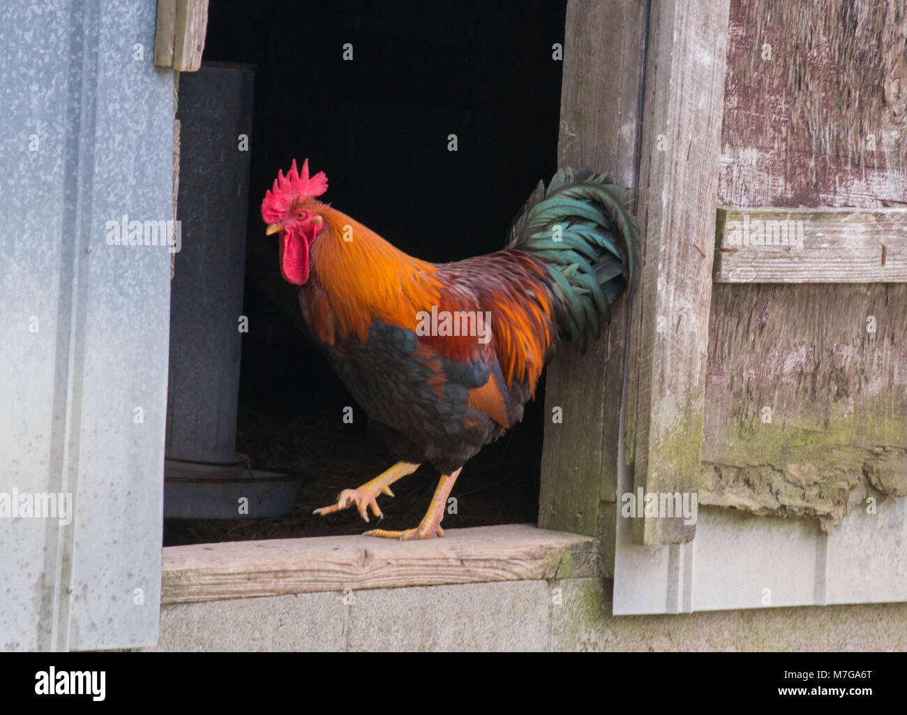 Leben auf dem Land mit Garten Tiere, ländlichen Umgebung, Big Sky, Sonnenaufgang und Sonnenuntergang Szenen auf dieser Ranch. Stockfoto